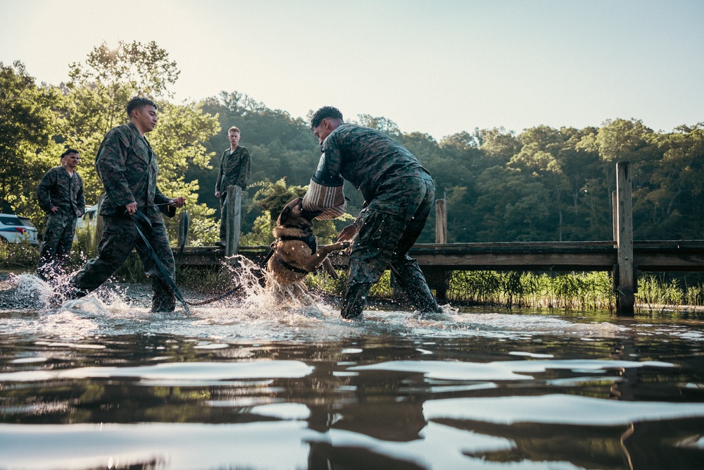 U.S. Marines with the Provost Marshall Office K-9 conduct water aggression training with military working dogs