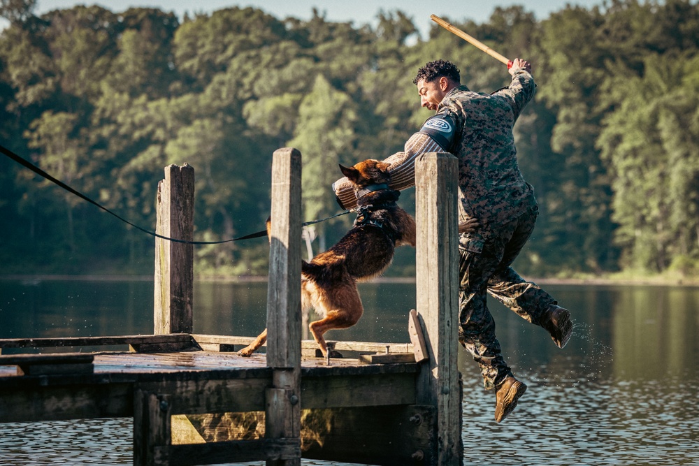 U.S. Marines with the Provost Marshall Office K-9 conduct water aggression training with military working dogs