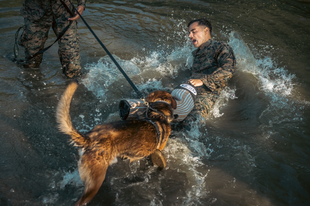 U.S. Marines with the Provost Marshal Office conduct water aggression training with military working dogs