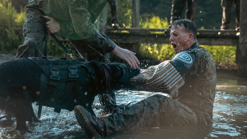 U.S. Marines with the Provost Marshal Office conduct water aggression training with military working dogs