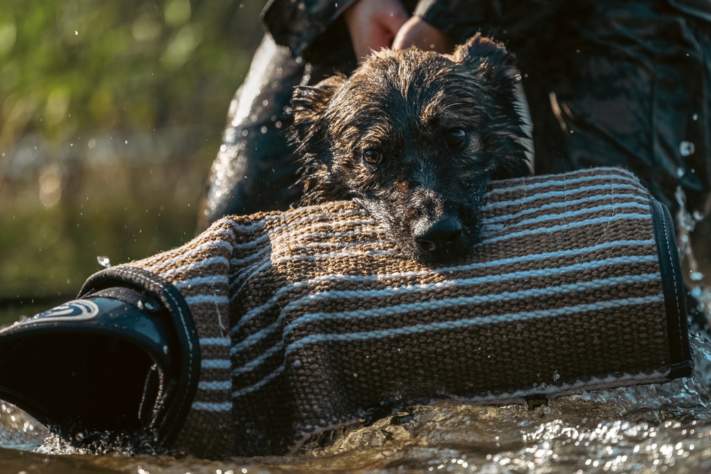 U.S. Marines with the Provost Marshal Office conduct water aggression training with military working dogs