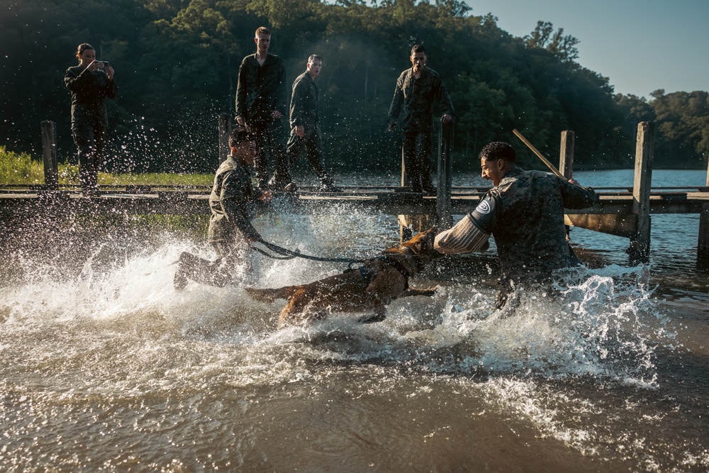U.S. Marines with the Provost Marshal Office conduct water aggression training with military working dogs