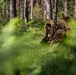 4th Recon Marines conduct a joint personnel recovery exercise in Sweden during BALTOPS 24