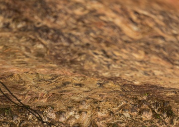 Kilo Company Rappel down Jungle Terrain