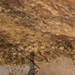 Kilo Company Rappel down Jungle Terrain