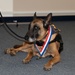 Military working dogs retire