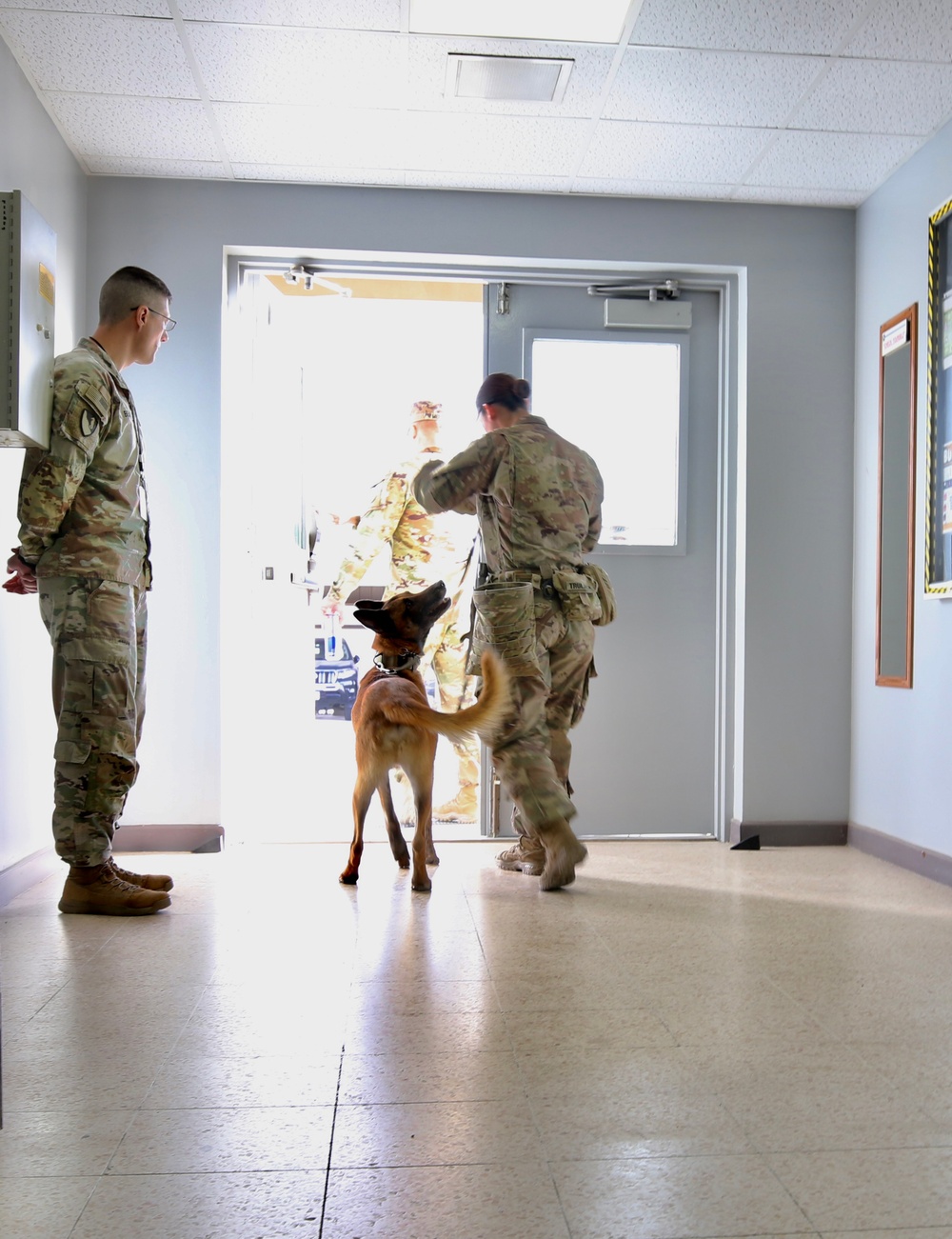 Military Working Dog