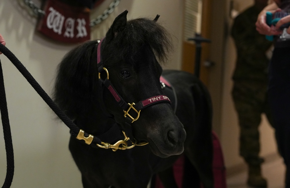 Miniature Therapy Horses bring extra joy to Creech AFB
