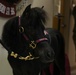 Miniature Therapy Horses bring extra joy to Creech AFB
