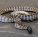 MRF-D 24.3: U.S. Sailors participate in snake handling course