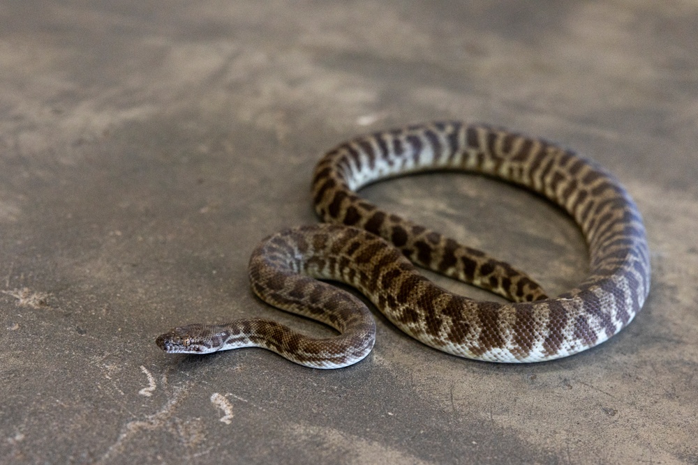 MRF-D 24.3: U.S. Sailors participate in snake handling course