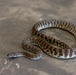 MRF-D 24.3: U.S. Sailors participate in snake handling course