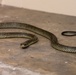 MRF-D 24.3: U.S. Sailors participate in snake handling course