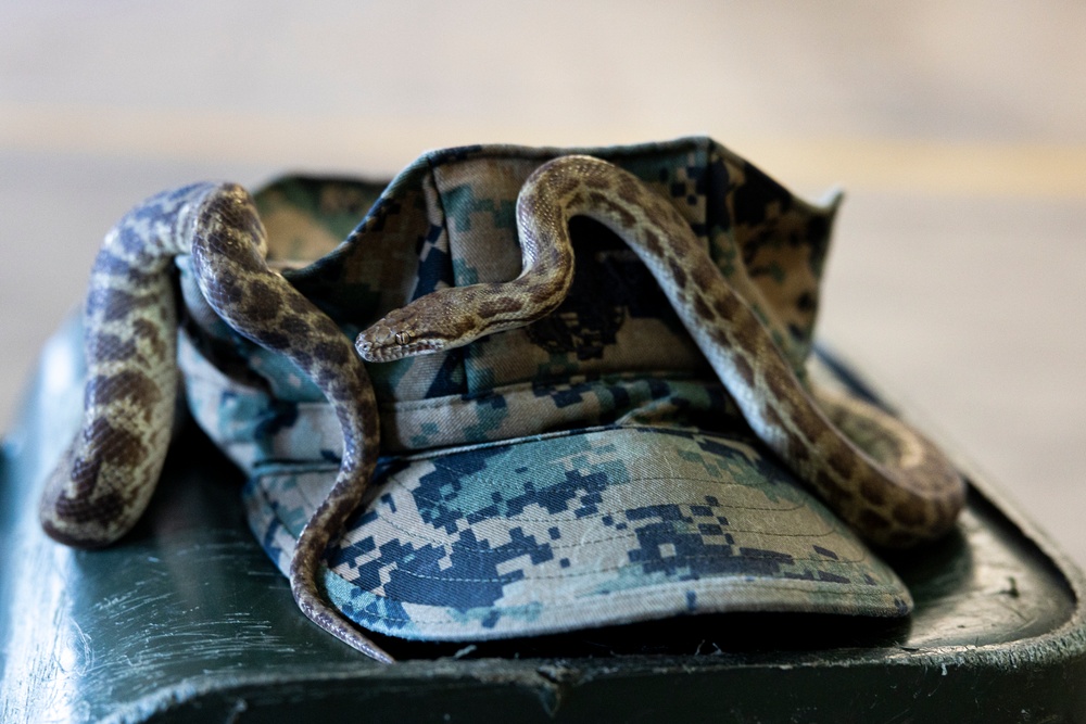 MRF-D 24.3: U.S. Sailors participate in snake handling course