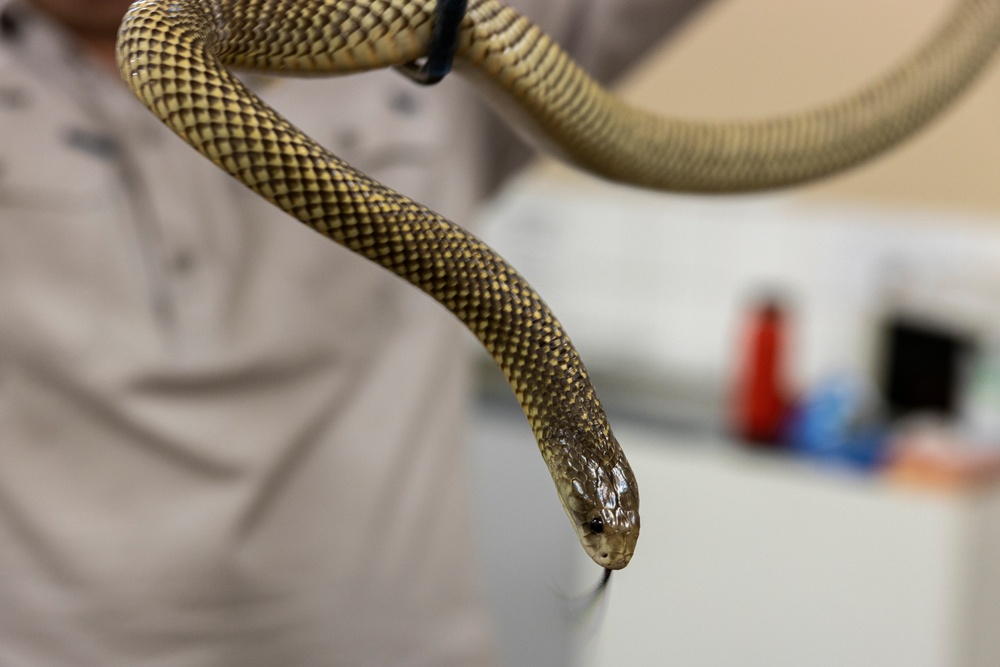 MRF-D 24.3: U.S. Sailors participate in snake handling course