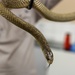 MRF-D 24.3: U.S. Sailors participate in snake handling course