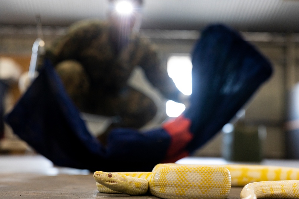 MRF-D 24.3: U.S. Sailors participate in snake handling course