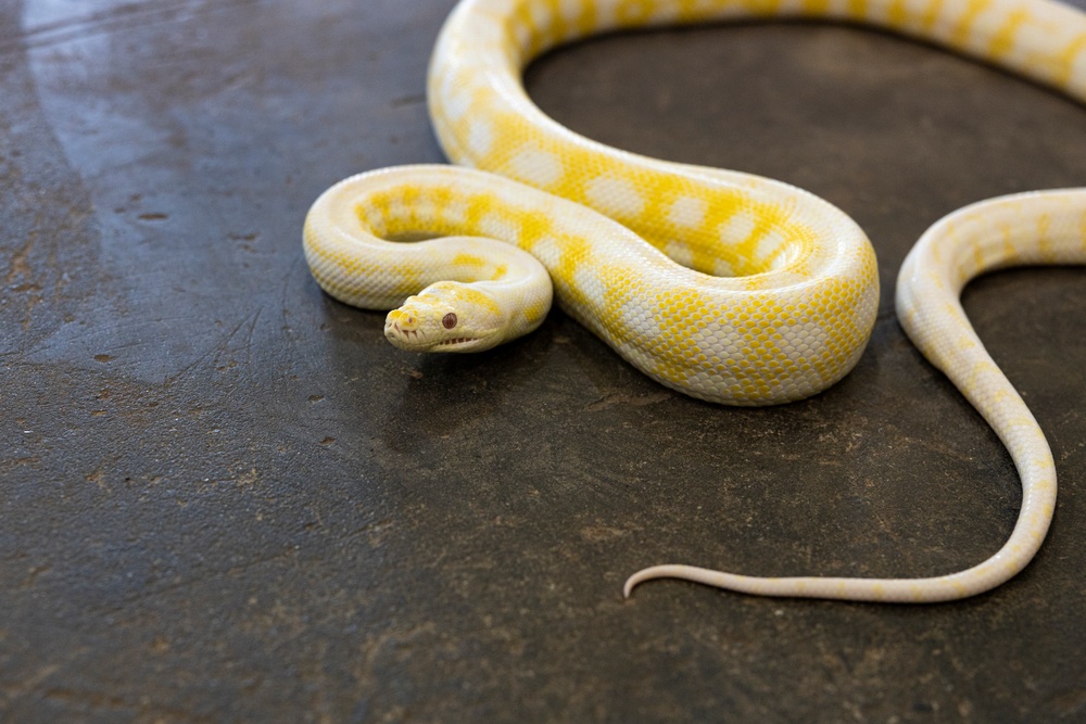 MRF-D 24.3: U.S. Sailors participate in snake handling course