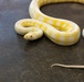 MRF-D 24.3: U.S. Sailors participate in snake handling course