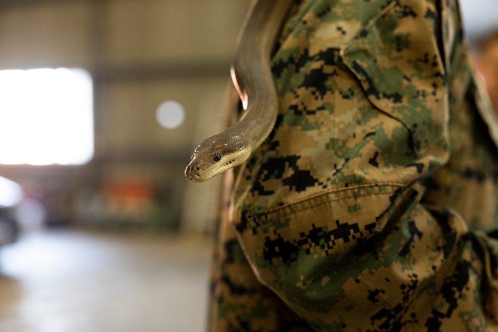 MRF-D 24.3: U.S. Sailors participate in snake handling course