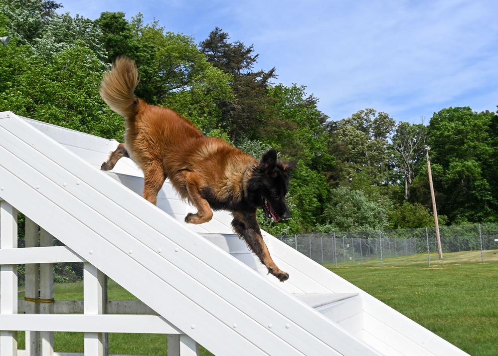 Like fur-ther, like son: A patrol pup story