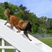 Like fur-ther, like son: A patrol pup story