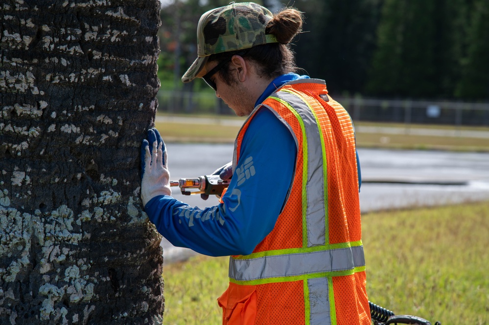 USAG Hawaii Combat Coconut Rhinoceros Beetle Infestation