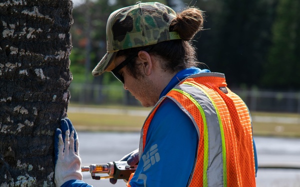 USAG Hawaii Combat Coconut Rhinoceros Beetle Infestation