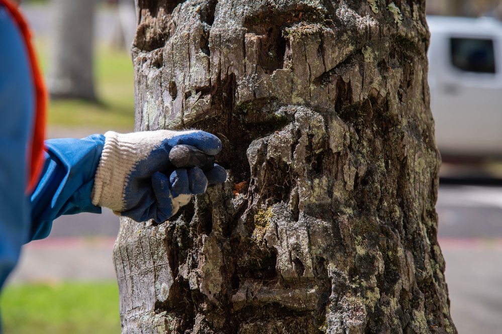 USAG Hawaii Combat Coconut Rhinoceros Beetle Infestation