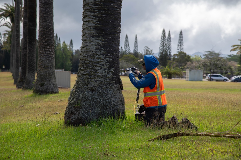 USAG Hawaii Combat Coconut Rhinoceros Beetle Infestation