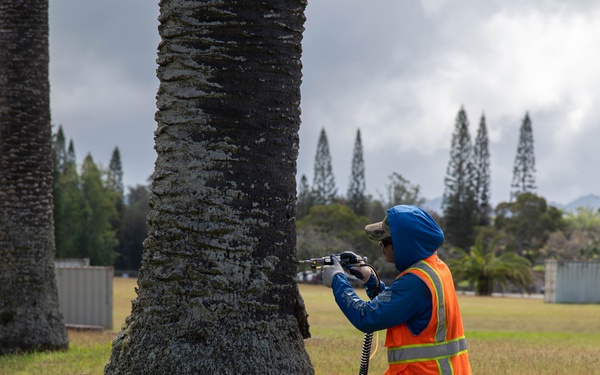 USAG Hawaii Combat Coconut Rhinoceros Beetle Infestation