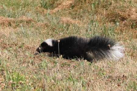 Wildlife at Fort Indiantown Gap