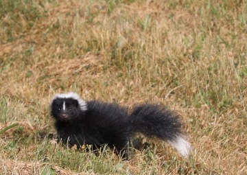 Wildlife at Fort Indiantown Gap
