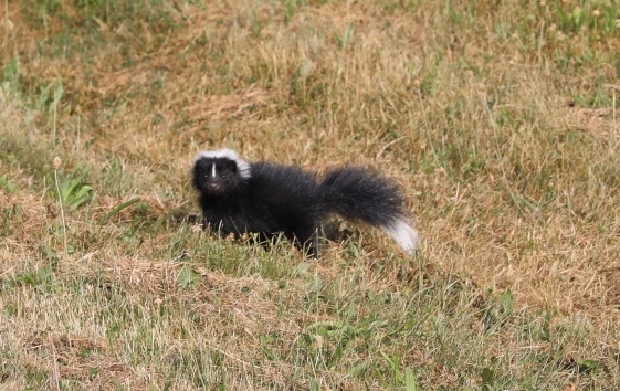 Wildlife at Fort Indiantown Gap