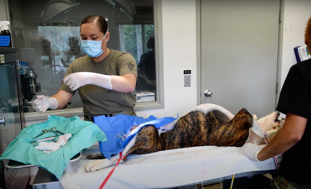 Army veterinarian offers no-cost veterinary services to Hawaii locals during Tropic Care 2024