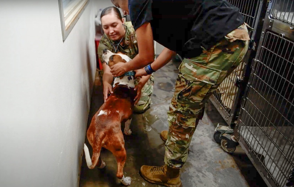 Army veterinarian offers no-cost veterinary services to Hawaii locals during Tropic Care 2024