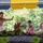 PMRF, Lineal Descendants Honor Ancestral Native Hawaiians at Annual Summer Solstice Ceremony PMRF, Lineal Descendants Honor Ancestral Native Hawaiians at Annual Summer Solstice Ceremony