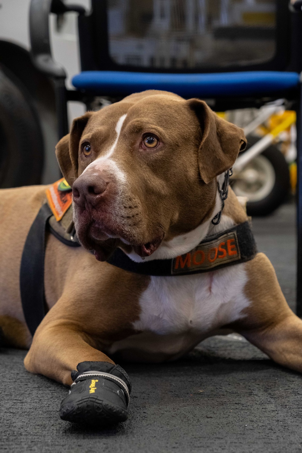 Boxer Welcomes Shelter to Soldier