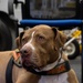 Boxer Welcomes Shelter to Soldier
