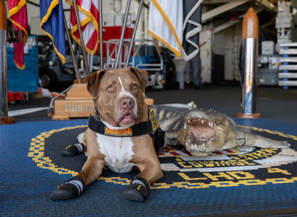 Boxer Welcomes Shelter to Soldier