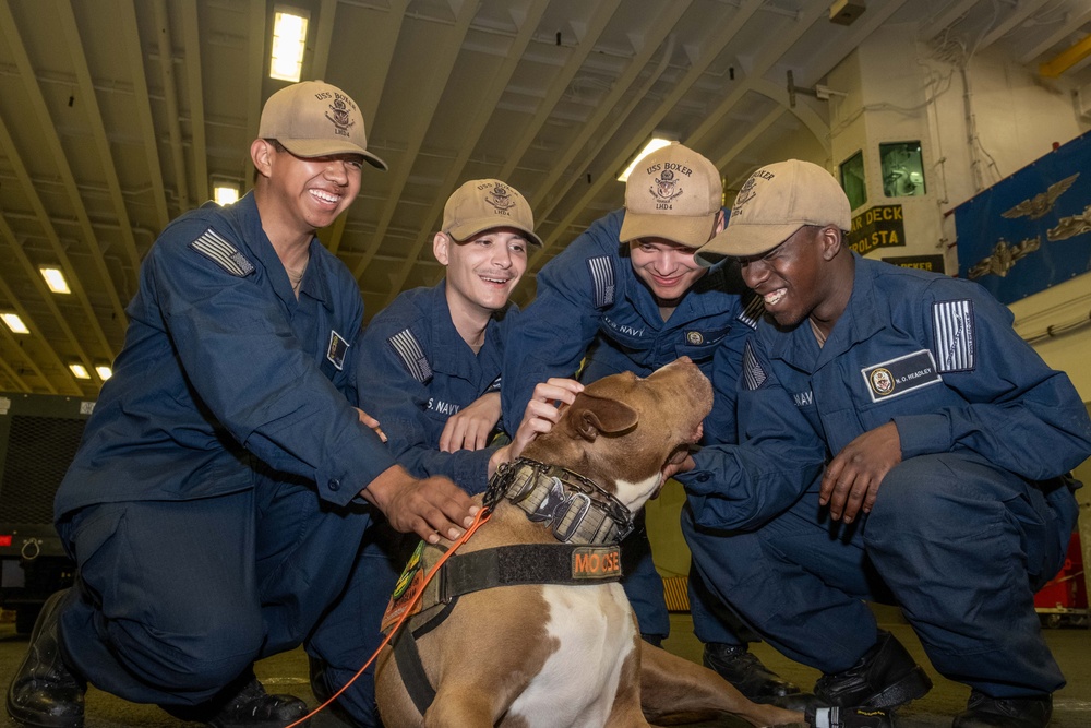 Boxer Welcomes Shelter to Soldier