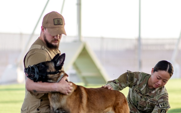 Army veterinary services, security forces, EOD conduct MWD TCCC training