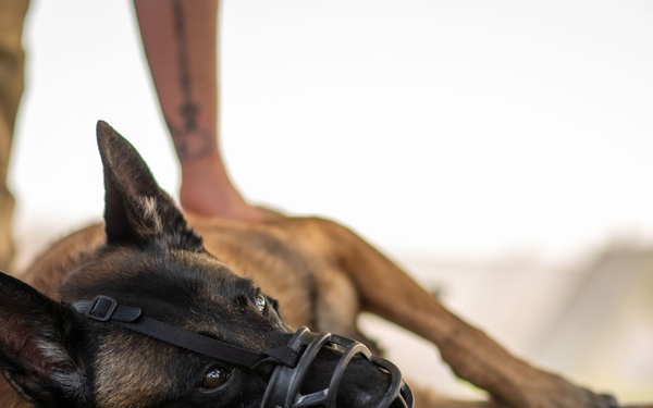 Army veterinary services, security forces, EOD conduct MWD TCCC training