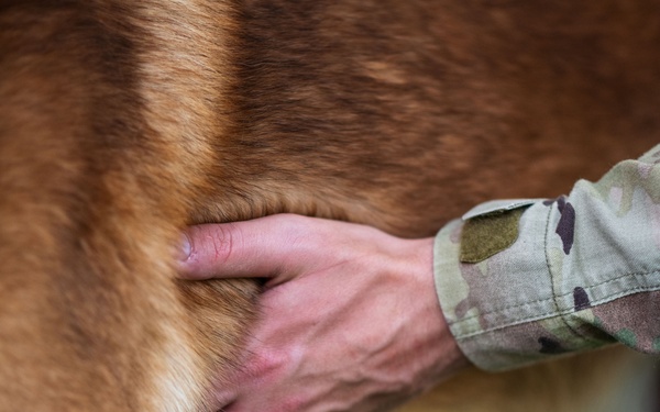 Army veterinary services, security forces, EOD conduct MWD TCCC training