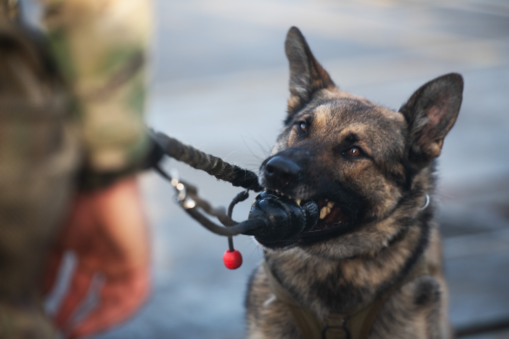 Military Working Dog Handler Provides Security to Trident Pier