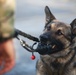 Military Working Dog Handler Provides Security to Trident Pier