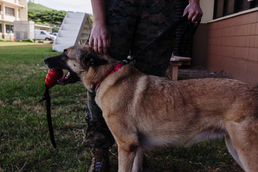 Cadets and Canines: SNCOA Hawaii conducts a three-day Leadership Symposium for Junior ROTC