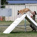 Cadets and Canines: SNCOA Hawaii conducts a three-day Leadership Symposium for Junior ROTC