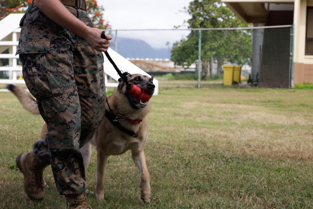 Cadets and Canines: SNCOA Hawaii conducts a three-day Leadership Symposium for Junior ROTC