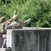 Partners in readiness: Grenade familiarization